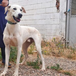 Adopta no Compres