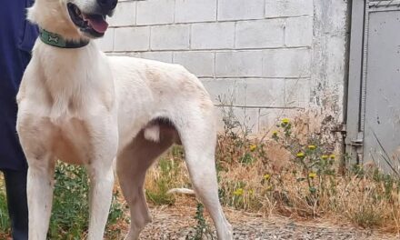 Adopta, No Compres. Campaña de la DPZ para adopciones en su centro de Movera