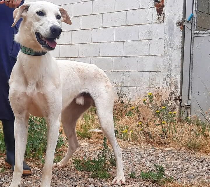 Adopta, No Compres. Campaña de la DPZ para adopciones en su centro de Movera