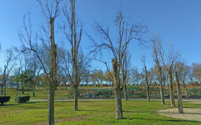 El estado del Parque Oliver en enero de 2025: necesarias mejoras en el arbolado