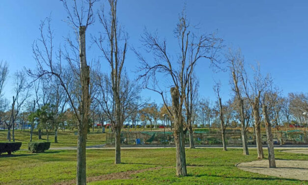 El estado del Parque Oliver en enero de 2025: necesarias mejoras en el arbolado