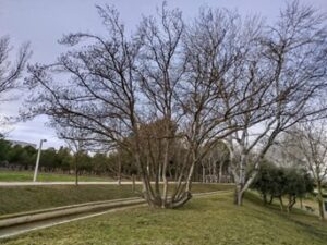 Estado Parque Oliver Febrero 2025