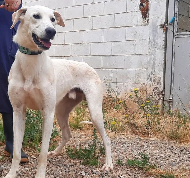 Adopta-No-compres-DPZ